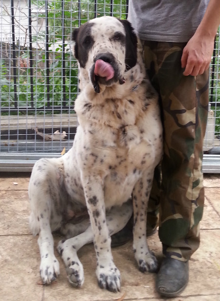 Central Asian Shepherd (Alabai) Dog