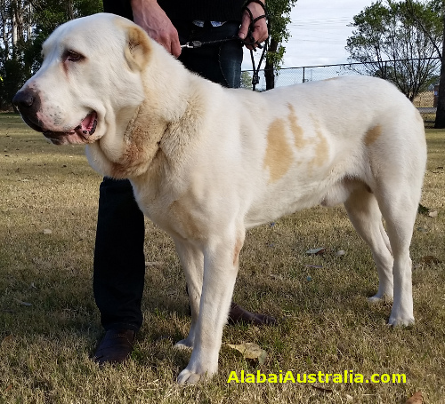 Central Asian Shepherd (Alabai) Dog