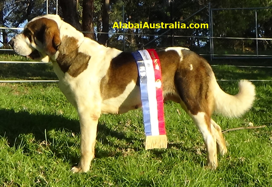 Central Asian Shepherd (Alabai) Dog