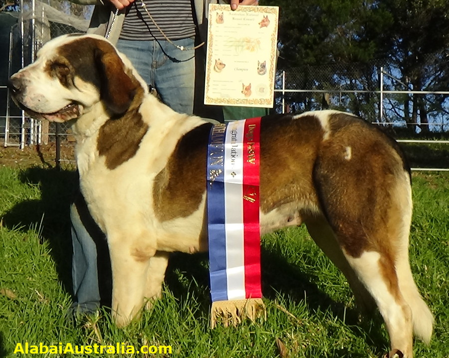 Central Asian Shepherd (Alabai) Dog