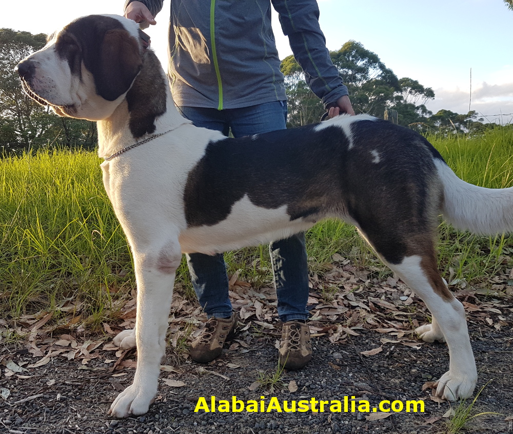 Central Asian Shepherd (Alabai) Dog