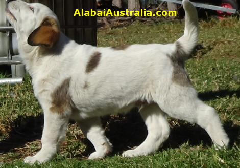 Central Asian Shepherd (Alabai) Puppy