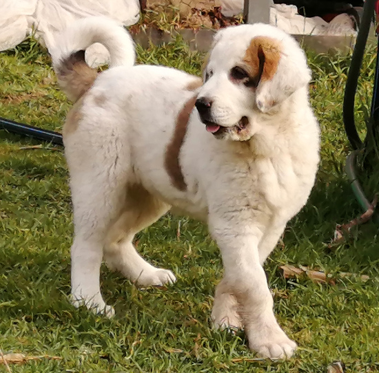 Central Asian Shepherd (Alabai) Puppy