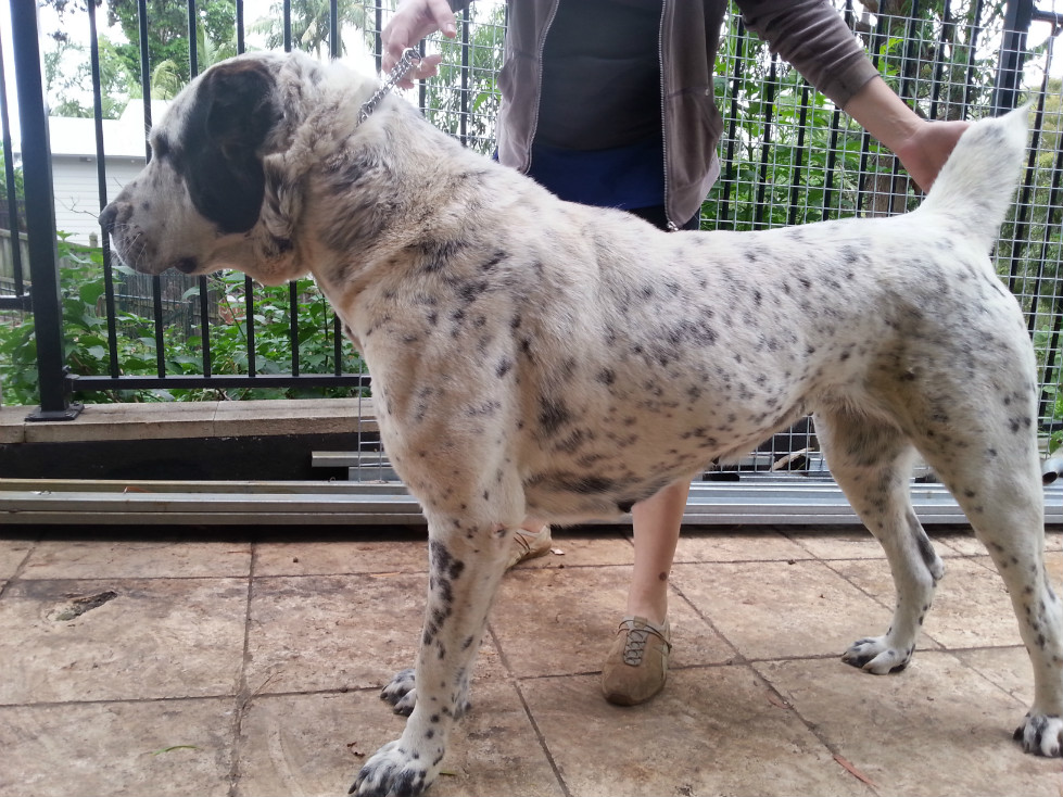 Central Asian Shepherd (Alabai) Dog