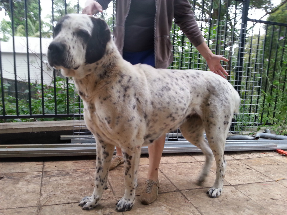 Central Asian Shepherd (Alabai) Dog