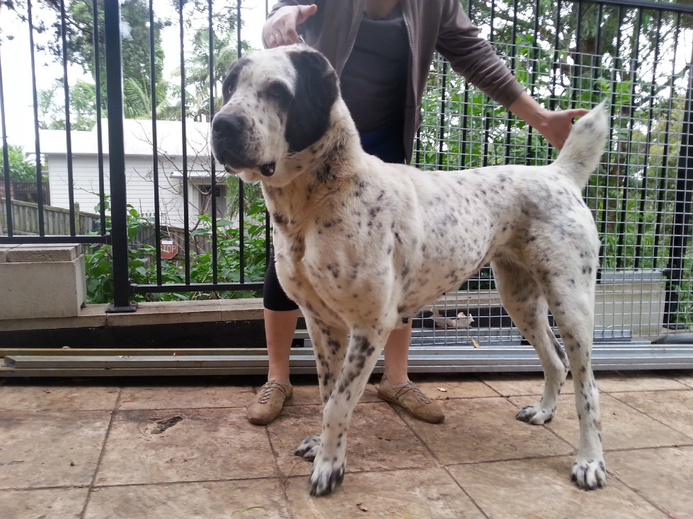 Central Asian Shepherd (Alabai) Dog