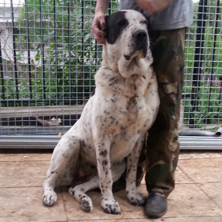 Central Asian Shepherd (Alabai) Dog