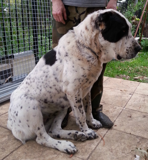 Central Asian Shepherd (Alabai) Dog