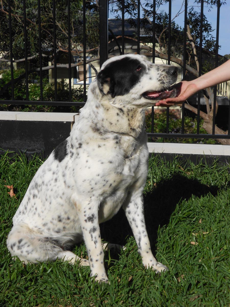 Central Asian Shepherd (Alabai) Dog