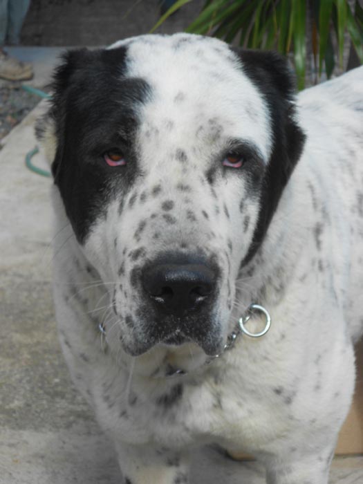 Central Asian Shepherd (Alabai) Dog