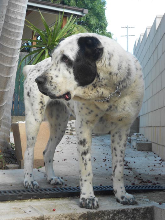 Central Asian Shepherd (Alabai) Dog