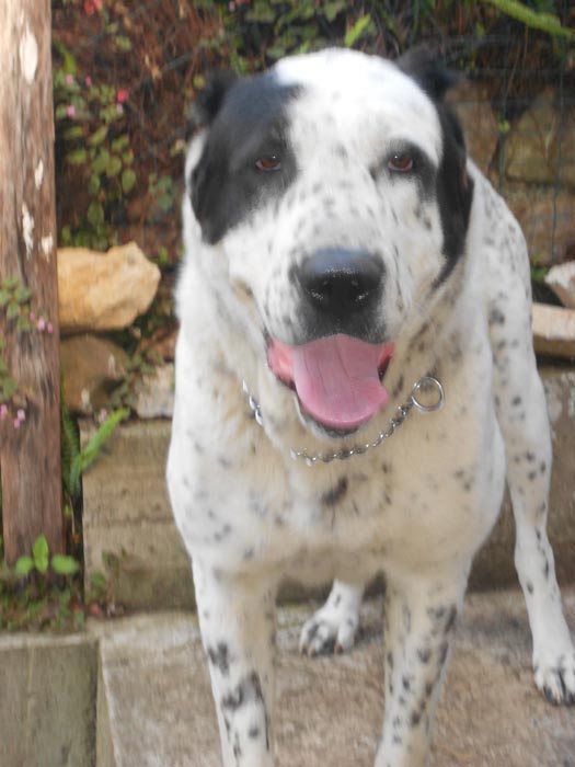 Central Asian Shepherd (Alabai) Dog