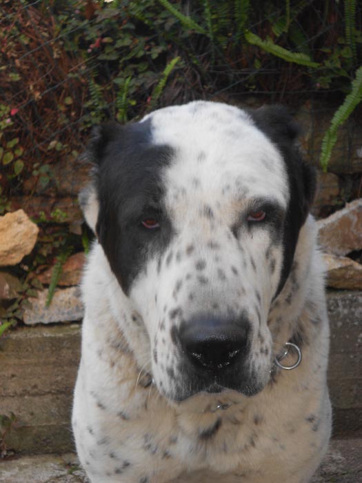 Central Asian Shepherd (Alabai) Dog