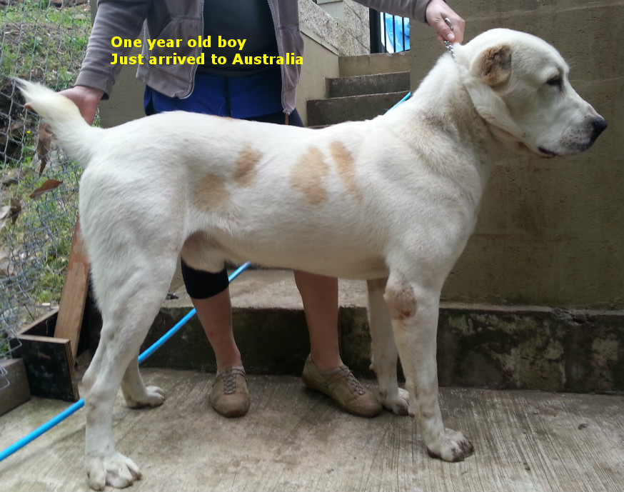 Central Asian Shepherd (Alabai) Dog