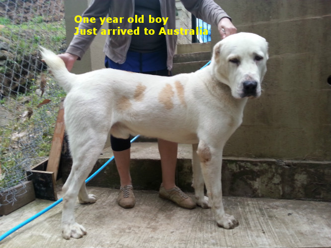 Central Asian Shepherd (Alabai) Dog