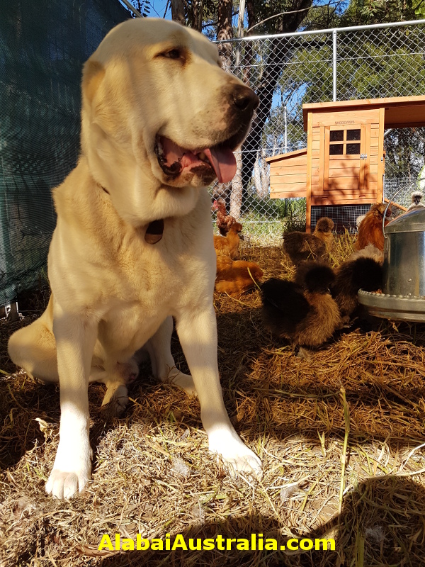 Central Asian Shepherd (Alabai) Dog