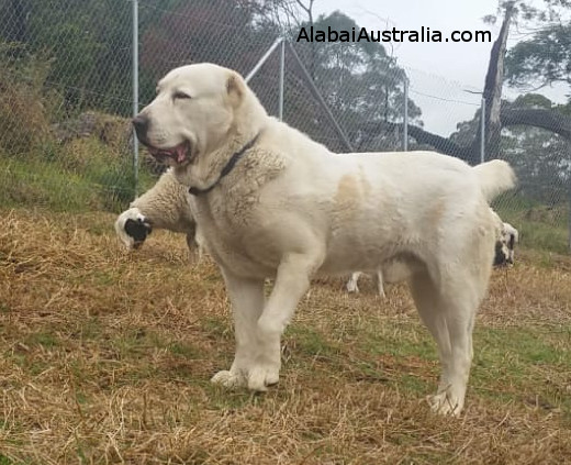 Central Asian Shepherd (Alabai) Dog