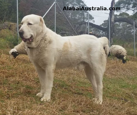 Central Asian Shepherd (Alabai) Dog