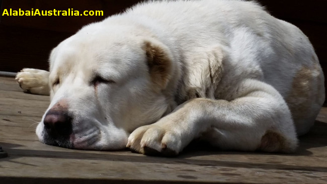 Central Asian Shepherd (Alabai) Dog