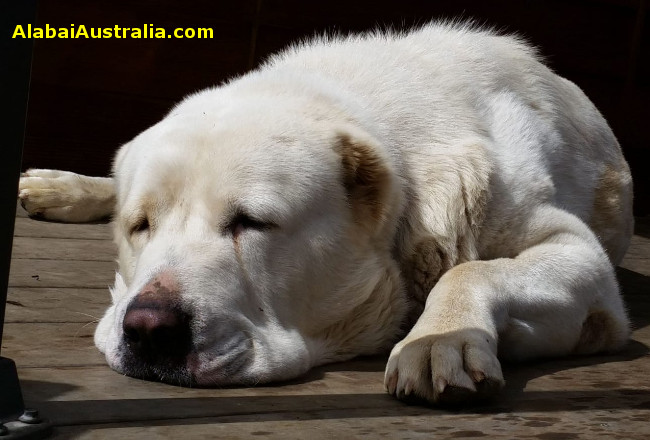 Central Asian Shepherd (Alabai) Dog