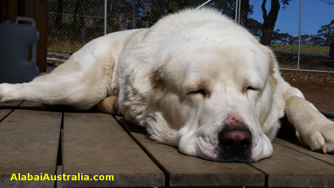 Central Asian Shepherd (Alabai) Dog