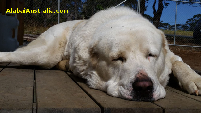 Central Asian Shepherd (Alabai) Dog