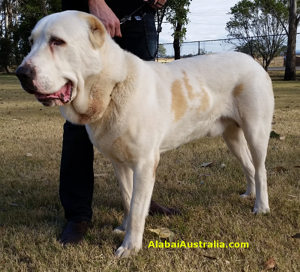 Central Asian Shepherd (Alabai) Dog