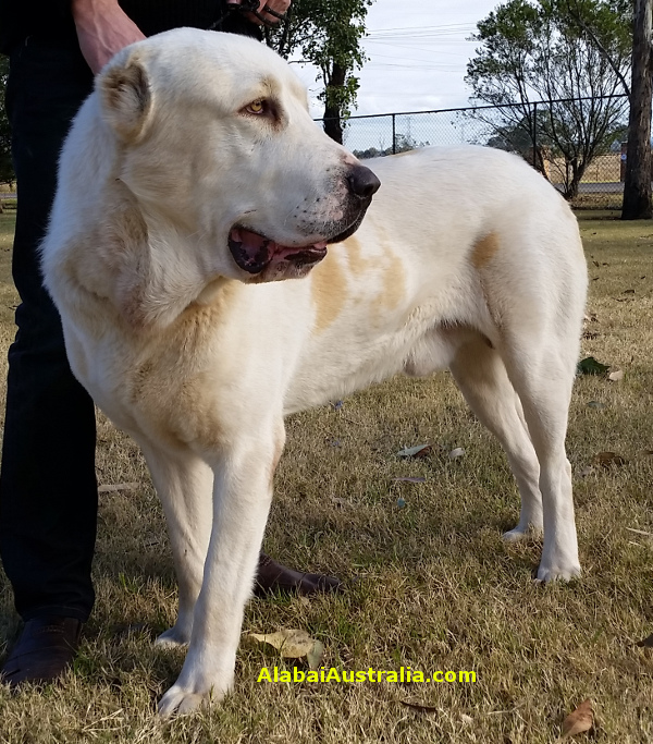 Central Asian Shepherd (Alabai) Dog