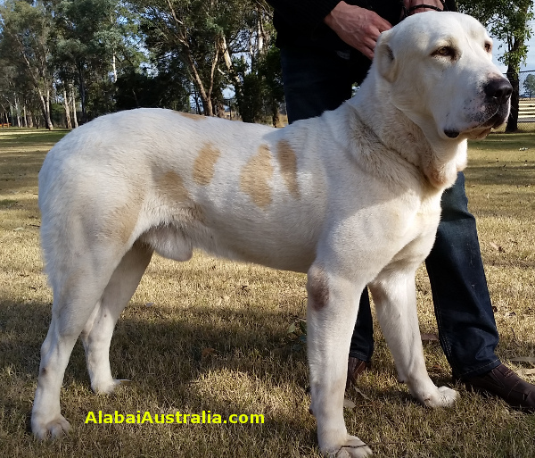 Central Asian Shepherd (Alabai) Dog