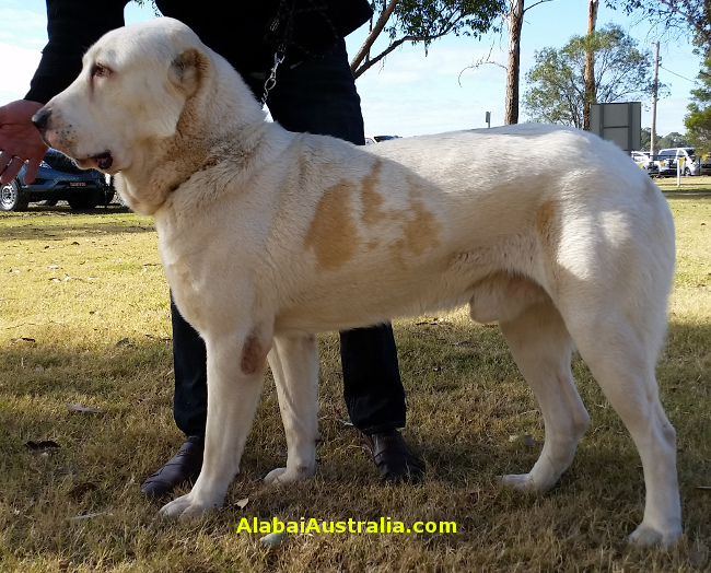 Central Asian Shepherd (Alabai) Dog