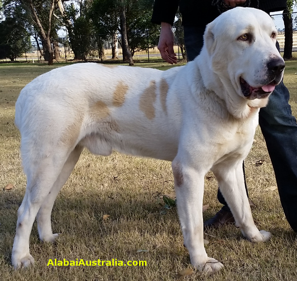 Central Asian Shepherd (Alabai) Dog