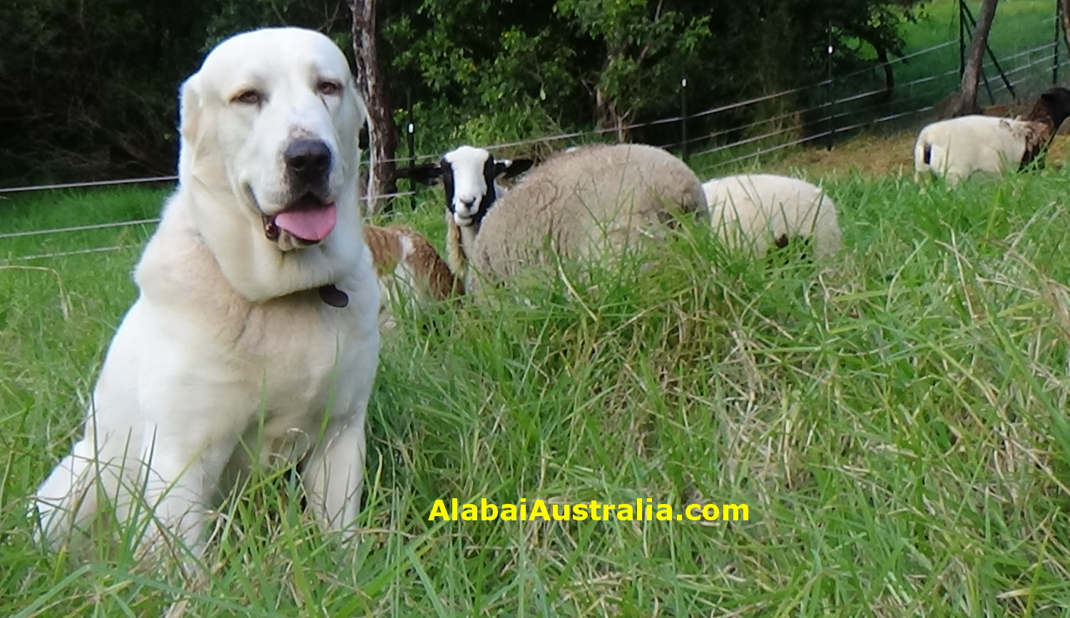 Central Asian Shepherd (Alabai) Dog