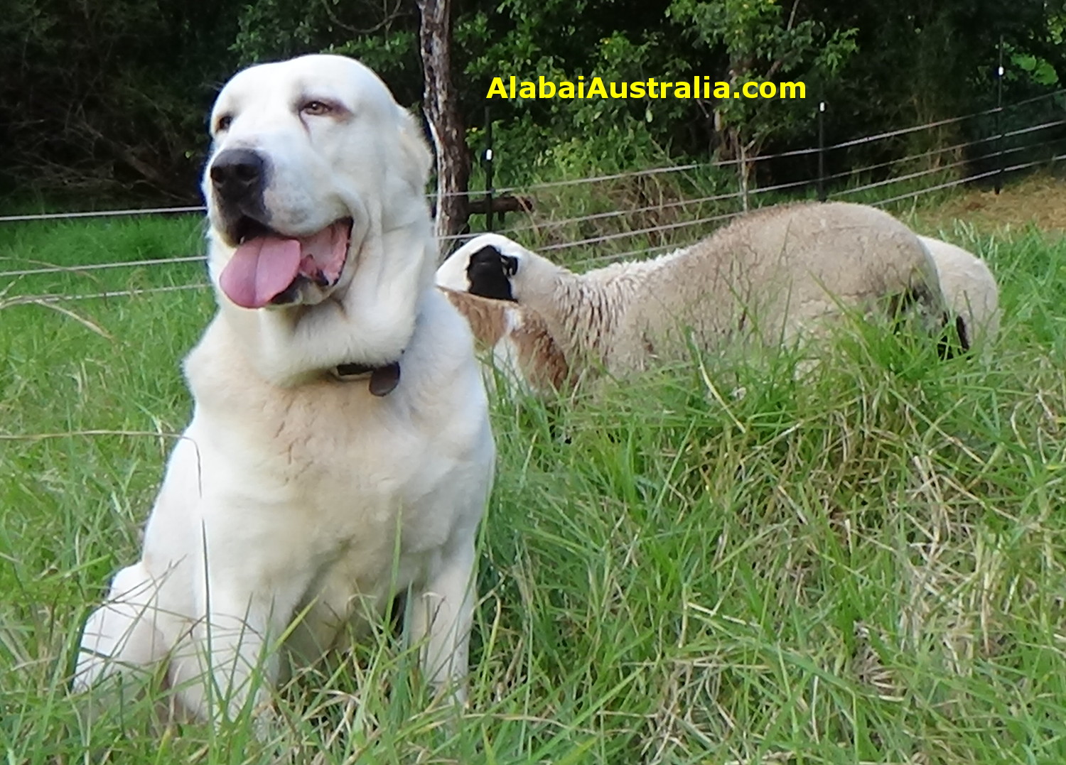 Central Asian Shepherd (Alabai) Dog