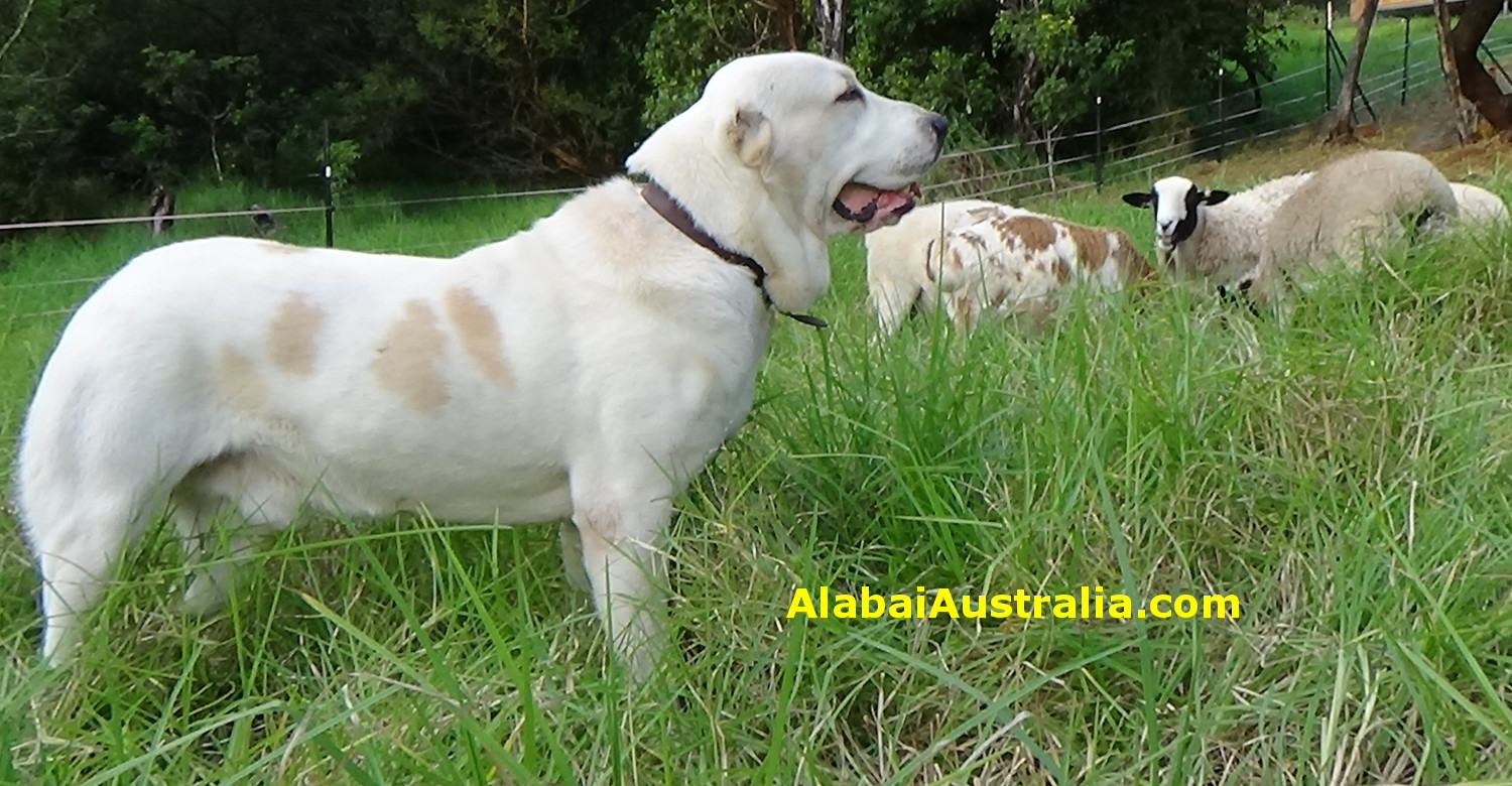 Central Asian Shepherd (Alabai) Dog