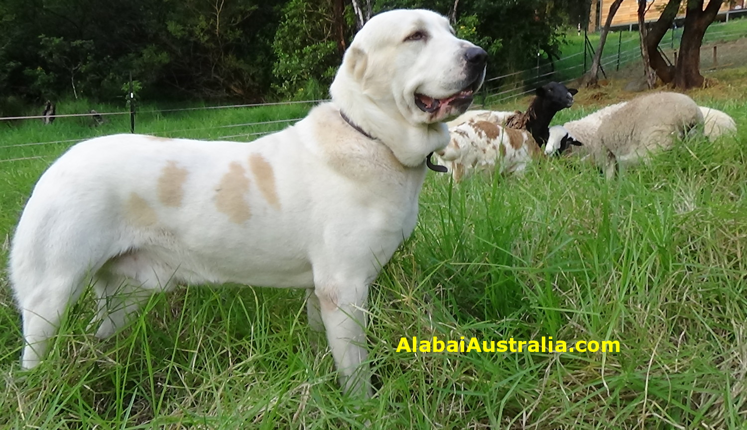 Central Asian Shepherd (Alabai) Dog