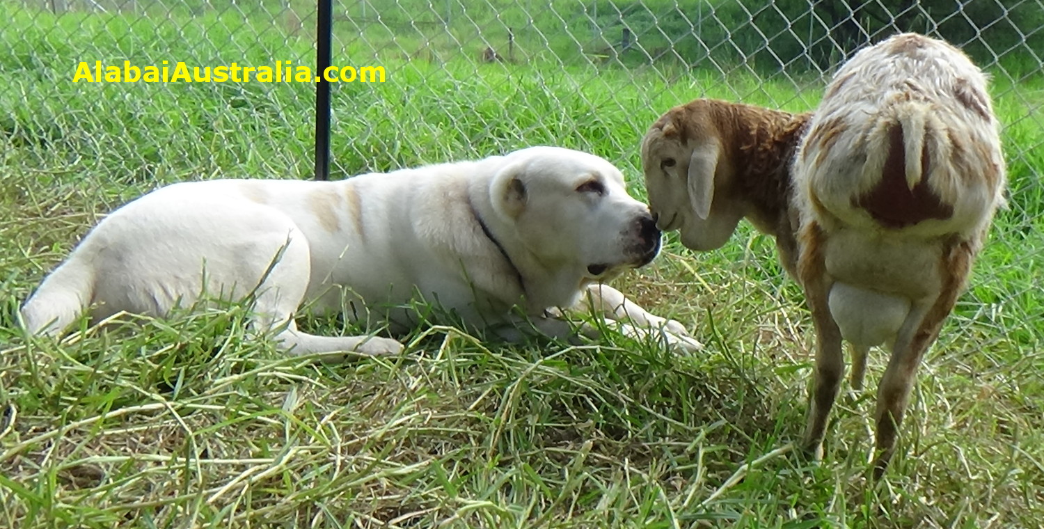 Central Asian Shepherd (Alabai) Dog