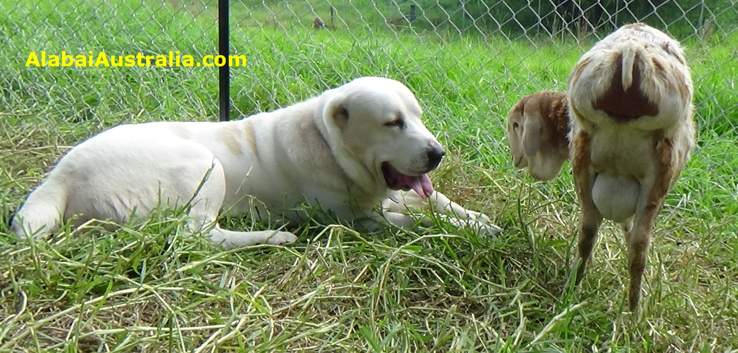 Central Asian Shepherd (Alabai) Dog