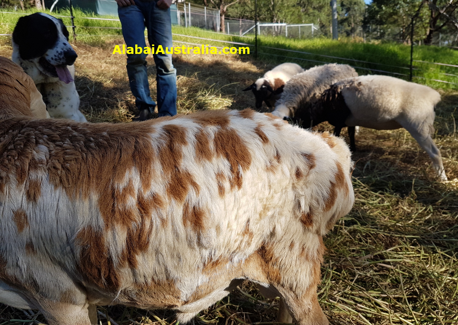 Central Asian Shepherd (Alabai) Dog