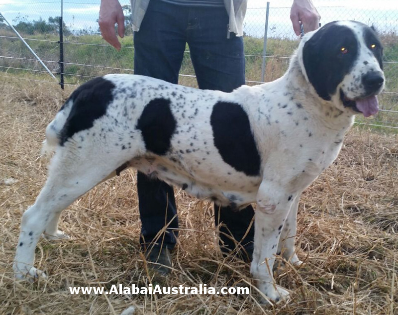 Central Asian Shepherd (Alabai) Dog