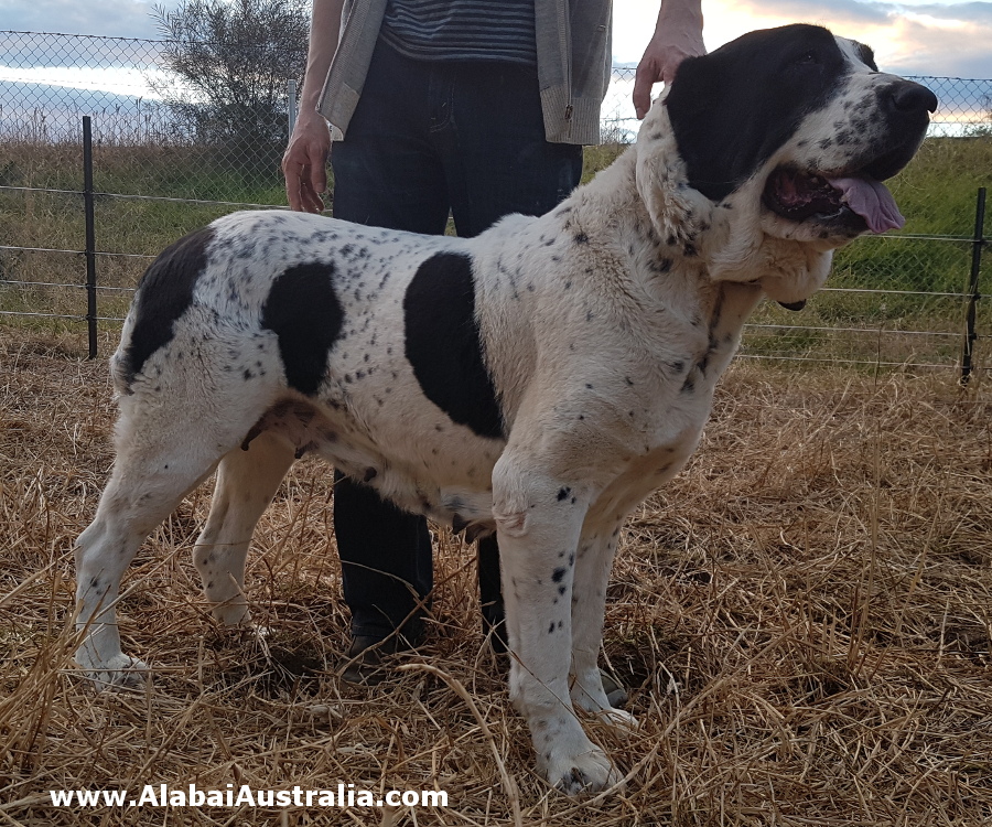 Central Asian Shepherd (Alabai) Dog