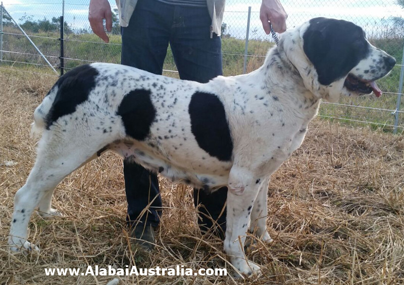 Central Asian Shepherd (Alabai) Dog