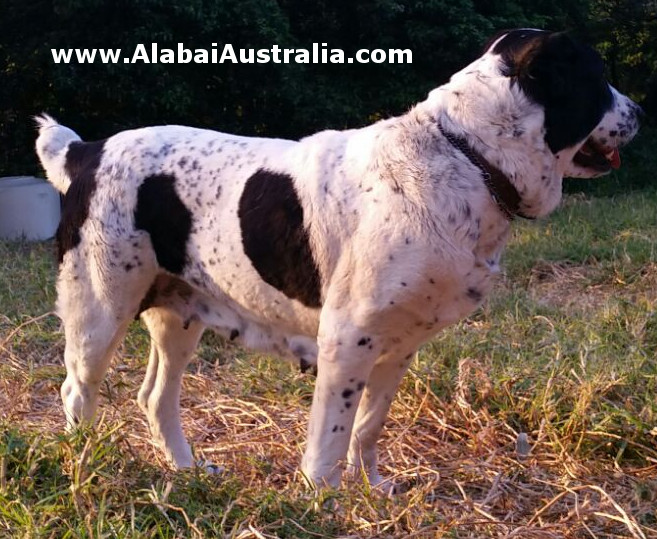 Central Asian Shepherd (Alabai) Dog