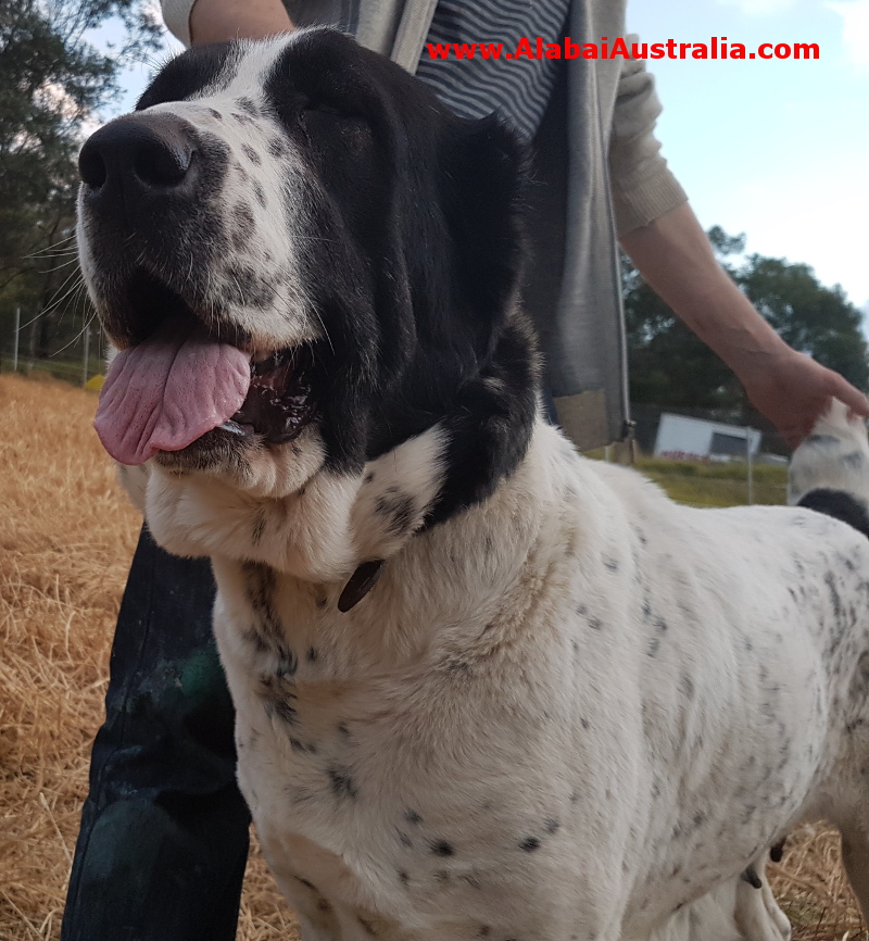 Central Asian Shepherd (Alabai) Dog