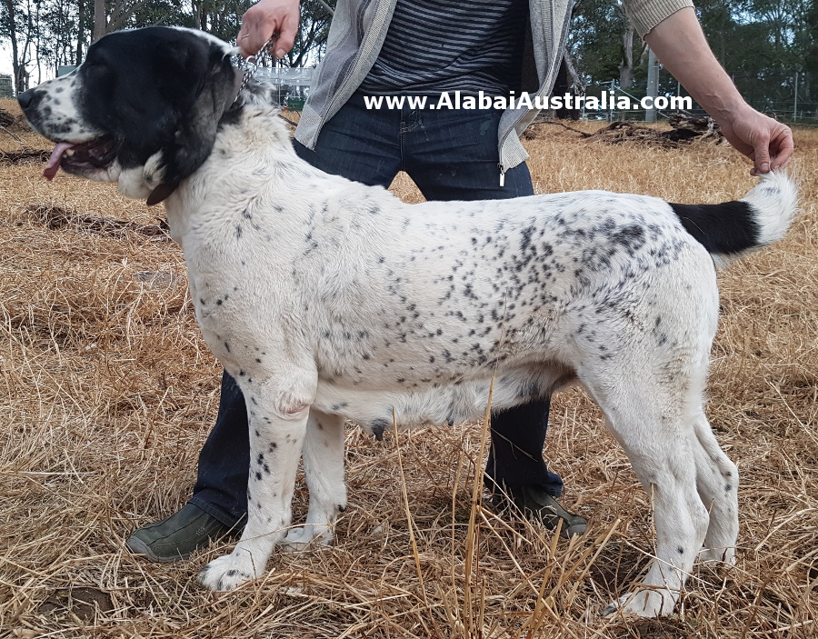 Central Asian Shepherd (Alabai) Dog