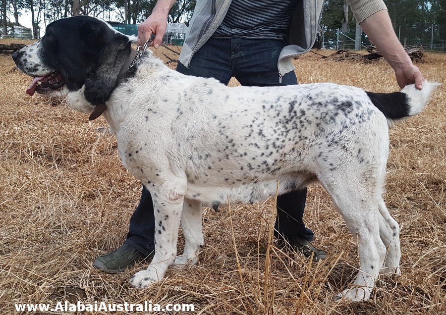 Central Asian Shepherd (Alabai) Dog