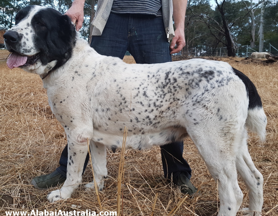 Central Asian Shepherd (Alabai) Dog