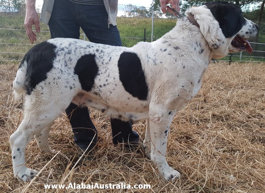 Central Asian Shepherd (Alabai) Dog