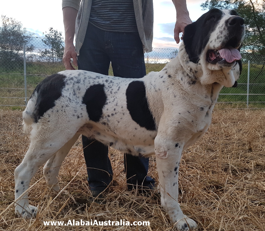 Central Asian Shepherd (Alabai) Dog