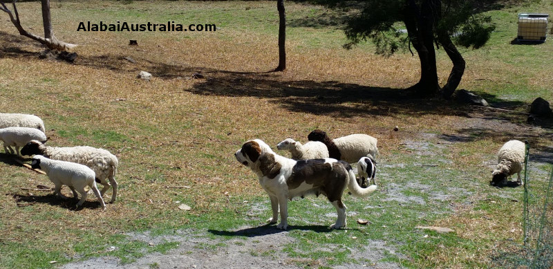 Central Asian Shepherd (Alabai) Dog