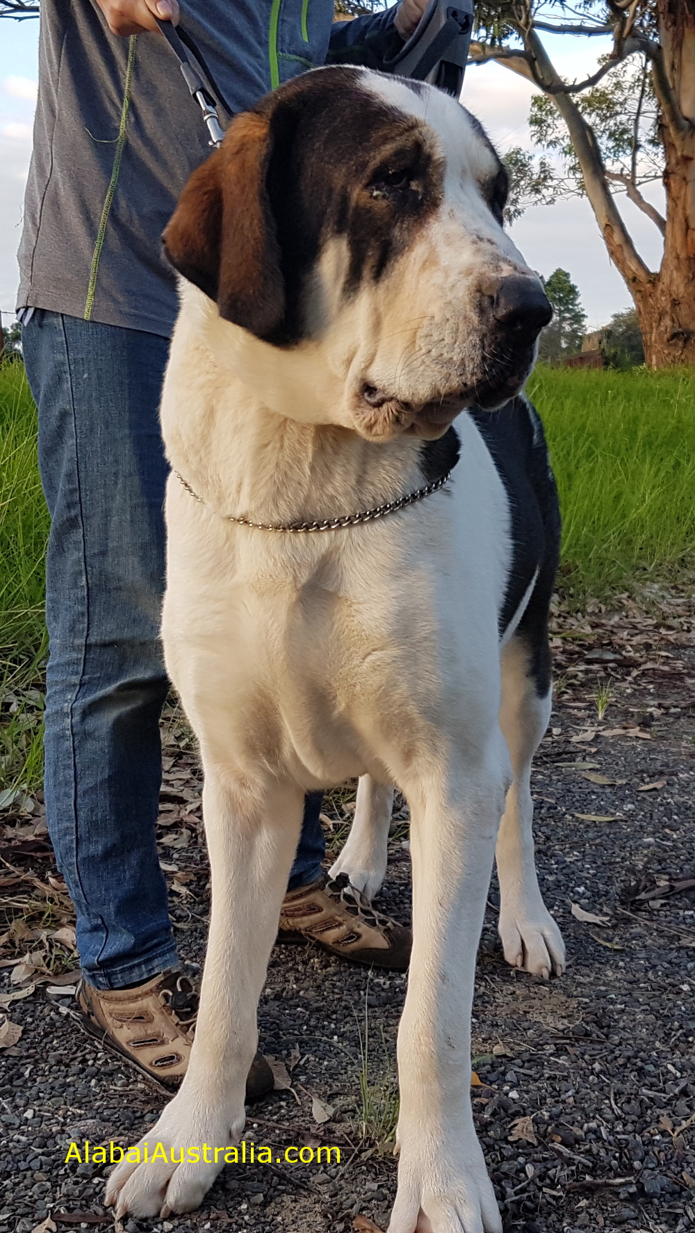 Central Asian Shepherd (Alabai) Dog